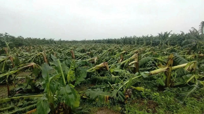 Hồ sơ miễn, giảm tiền thu&ecirc; đất đối với diện t&iacute;ch đất sản xuất n&ocirc;ng nghiệp bị thiệt hại do thi&ecirc;n tai được quy định r&otilde; r&agrave;ng v&agrave; đơn giản h&oacute;a.
