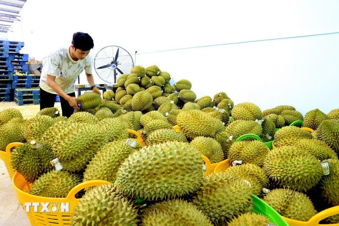 sau-rieng-xuat-khau.jpg