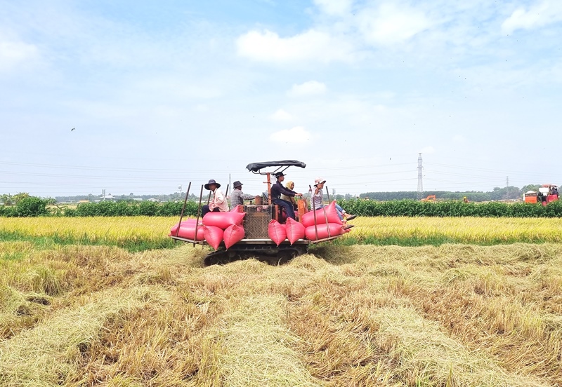 Description: D:\BAO DONG NAI\WEB HUYEN\LUA DONG XUAN\14619-3.jpg