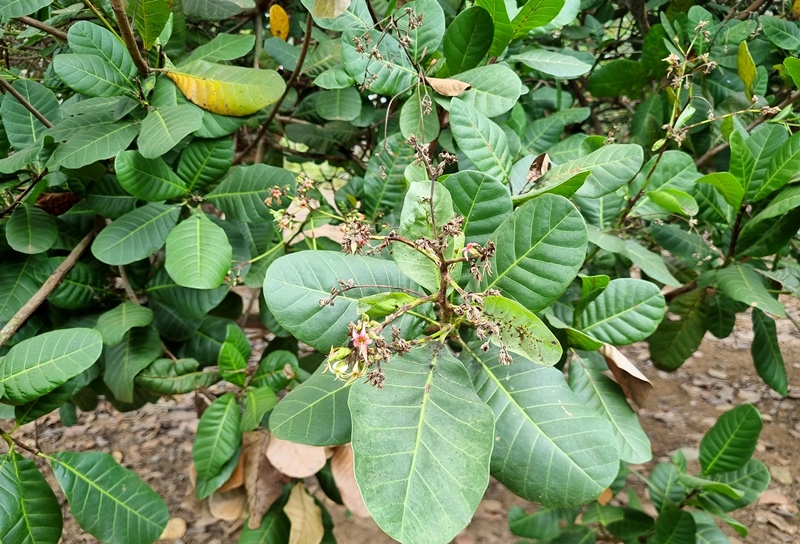 Description: D:\BAO DONG NAI\WEB HUYEN\New folder (5)\14536-6.jpg