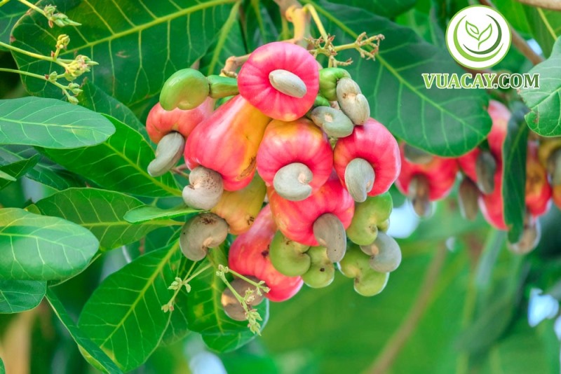 Description: D:\BAO DONG NAI\WEB HUYEN\New folder (5)\14536-8.jpg