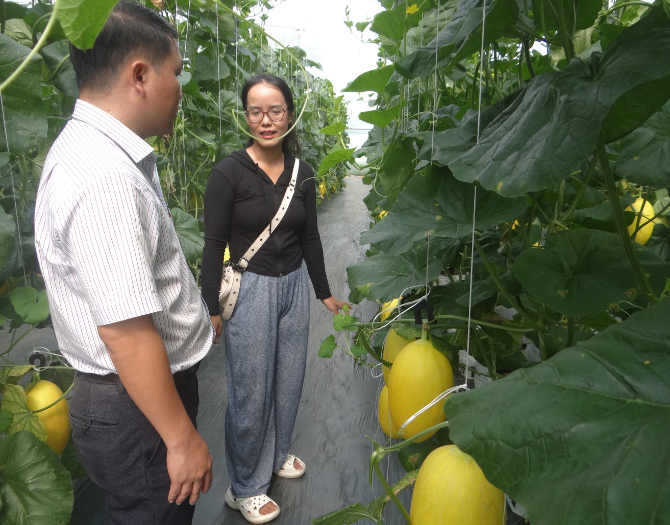 Description: G:\HÌNH ẢNH CÁC NĂM\2023\Thang 9\TRỒNG DƯA LƯỚI\DSC01737.JPG